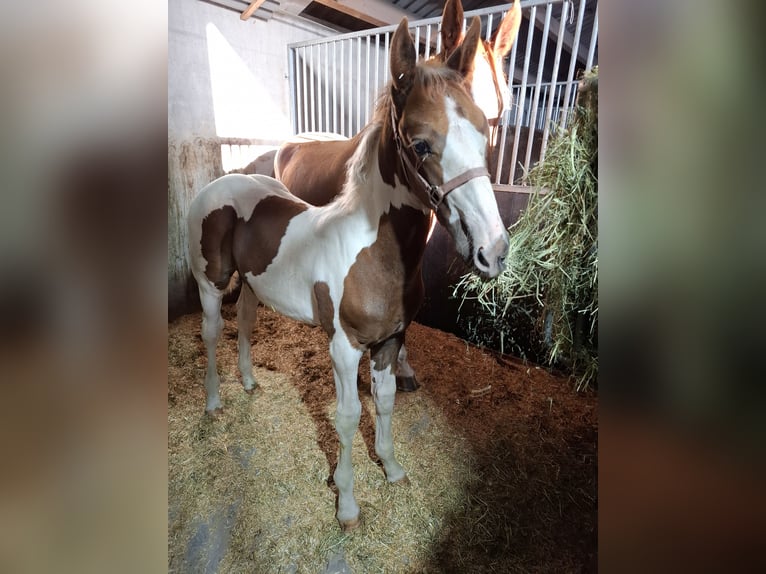 KWPN Hengst Veulen (04/2025) 165 cm Donkere-vos in Staphorst