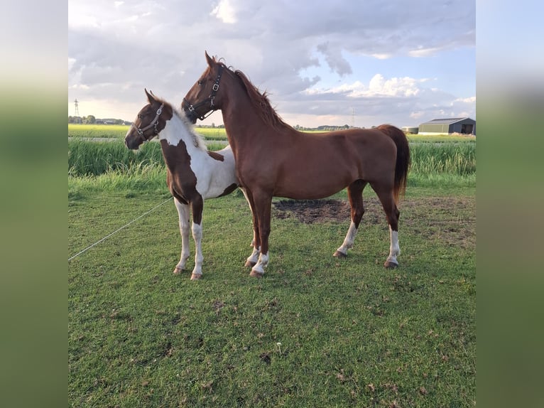 KWPN Hengst Veulen (04/2025) 165 cm Donkere-vos in Staphorst