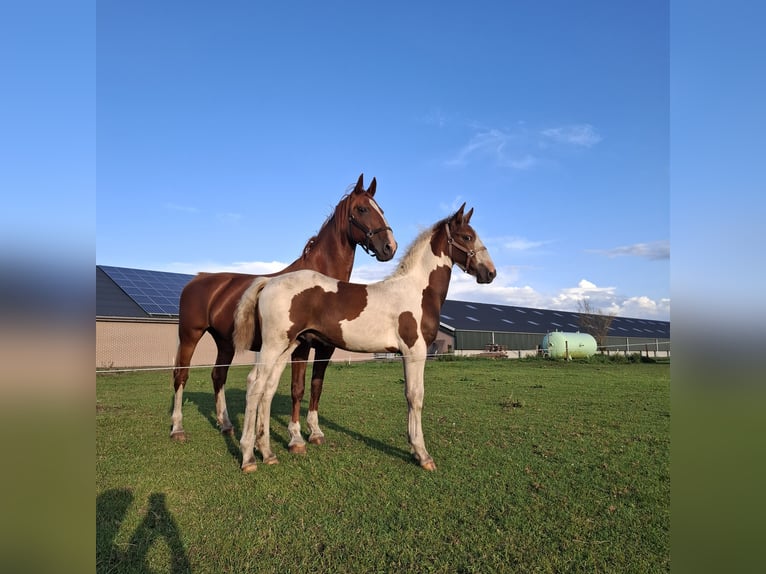 KWPN Hengst Veulen (04/2025) 165 cm Donkere-vos in Staphorst