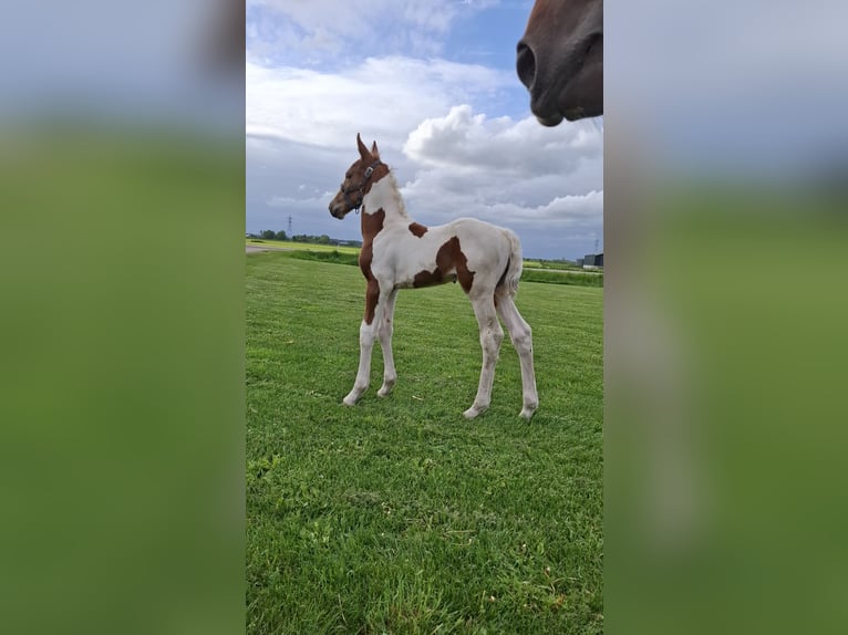 KWPN Hengst Veulen (04/2025) 165 cm Donkere-vos in Staphorst