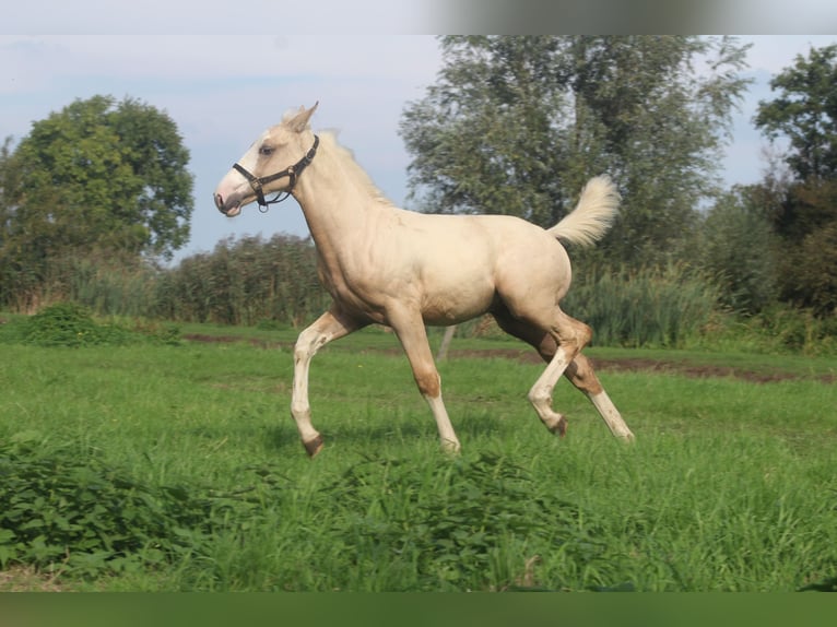 KWPN Hengst Veulen (05/2026) 165 cm Palomino in Giessenburg