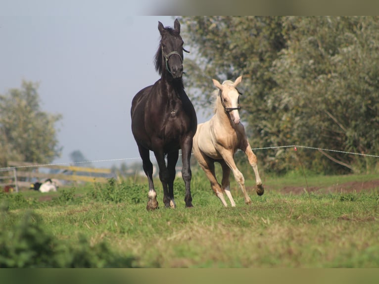 KWPN Hengst Veulen (05/2026) 165 cm Palomino in Giessenburg