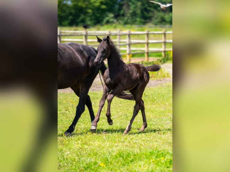 KWPN Hengst veulen (04/2024) 168 cm Zwartbruin in Rijnsburg