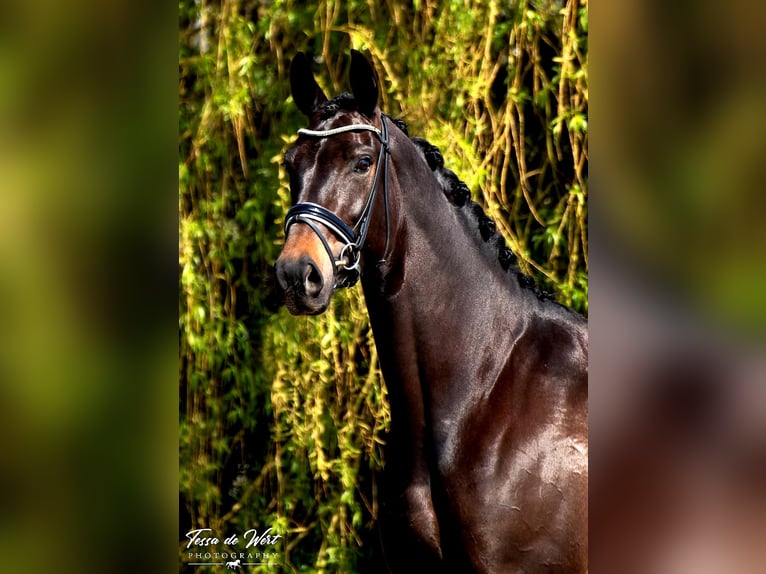 KWPN Hengst veulen (04/2024) 168 cm Zwartbruin in Rijnsburg