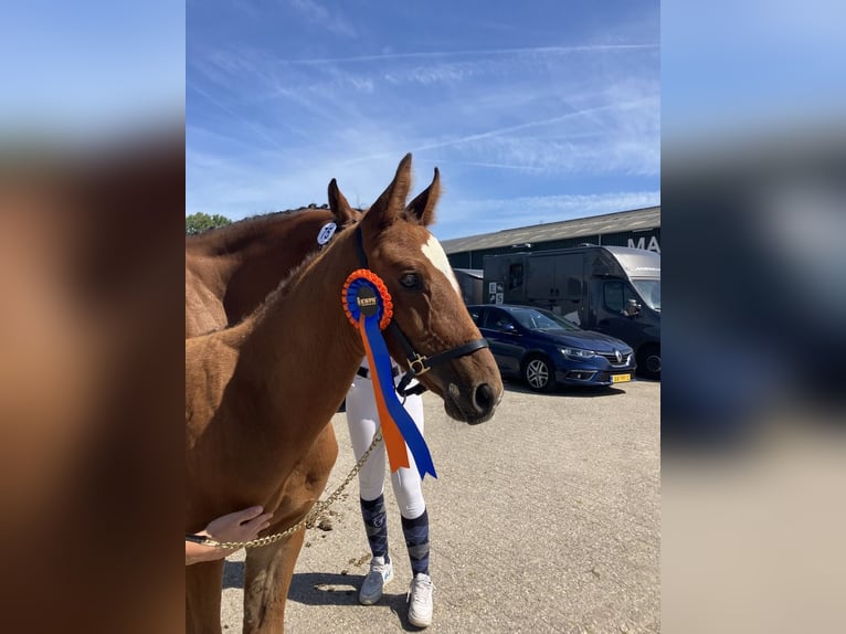 KWPN Hengst Veulen (05/2025) 169 cm Bruin in Woerden