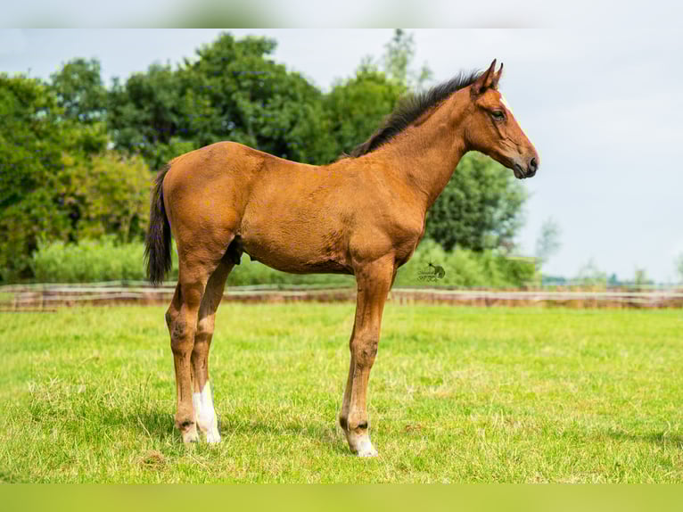 KWPN Hengst Veulen (05/2025) 169 cm Bruin in Woerden