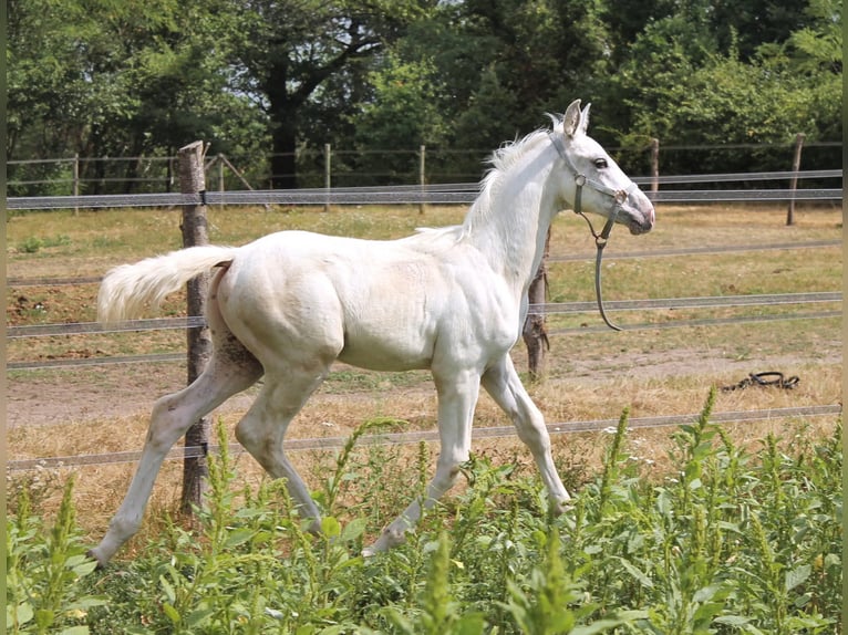 KWPN Hengst Veulen (06/2026) 170 cm Appaloosa in FRAISSE