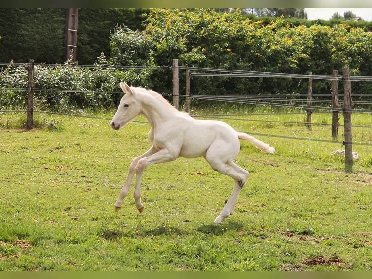 KWPN Hengst Veulen (06/2026) 170 cm Appaloosa in FRAISSE
