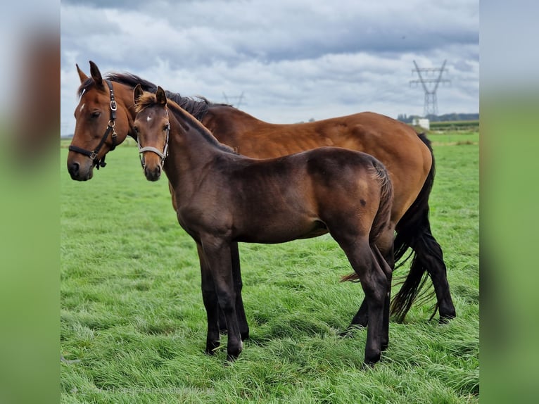 KWPN Hengst Veulen (05/2025) 170 cm Bruin in Oosterwolde Gld