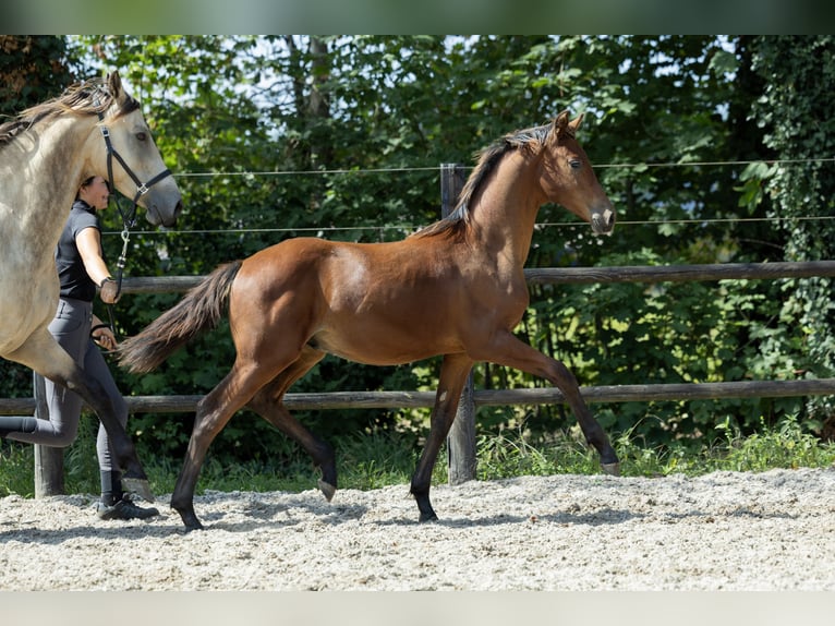 KWPN Hengst Veulen (04/2026) 170 cm Bruin in Ulicoten
