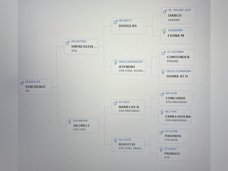 KWPN Hengst Veulen (01/2025) 170 cm Bruin in Lunteren