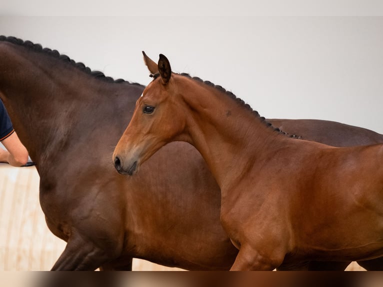 KWPN Hengst Veulen (01/2025) 170 cm Bruin in Lunteren