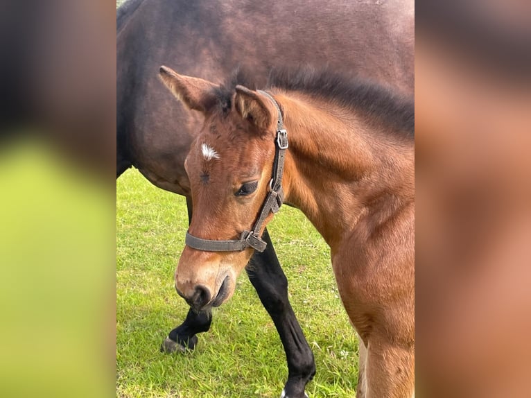 KWPN Hengst Veulen (01/2025) 170 cm Bruin in Lunteren