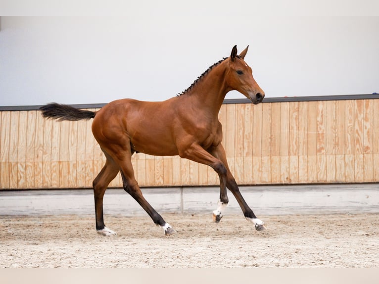 KWPN Hengst Veulen (01/2025) 170 cm Bruin in Lunteren