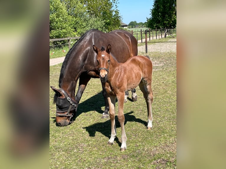 KWPN Hengst Veulen (01/2025) 170 cm Bruin in Lunteren
