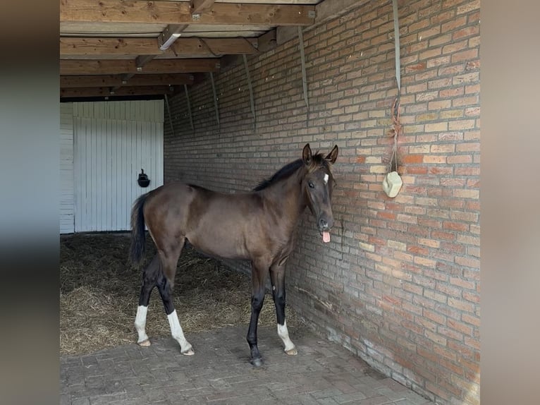 KWPN Mix Hengst Veulen (01/2025) 170 cm Donkerbruin in Maasbree