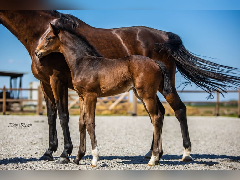 KWPN Hengst  170 cm Donkerbruin in Nuland