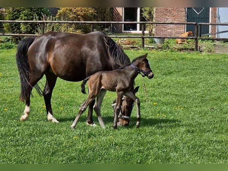 KWPN Hengst veulen (04/2024) 170 cm Donkerbruin in Eexterveen