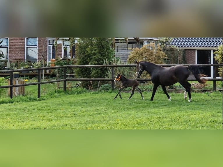 KWPN Hengst veulen (04/2024) 170 cm Donkerbruin in Eexterveen