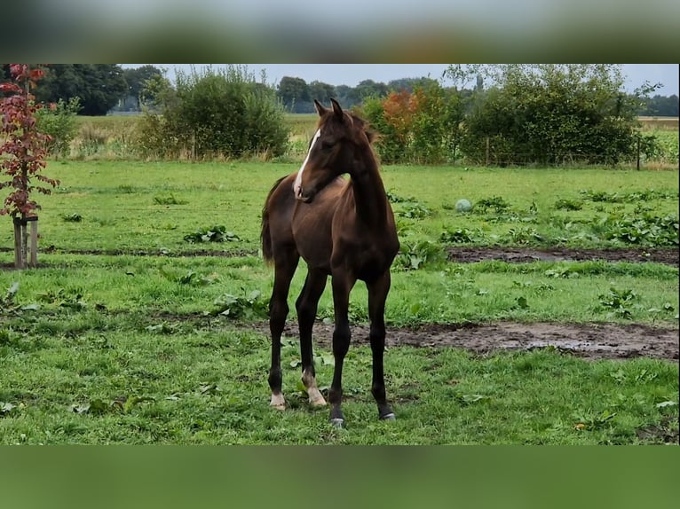 KWPN Hengst veulen (04/2024) 170 cm Donkerbruin in Eexterveen