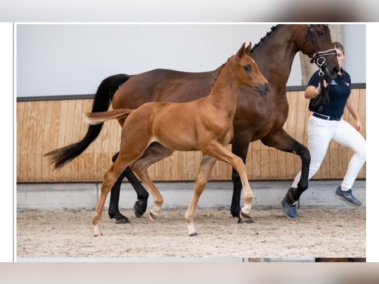 KWPN Hengst Veulen (07/2025) 170 cm Donkere-vos in Ottersum