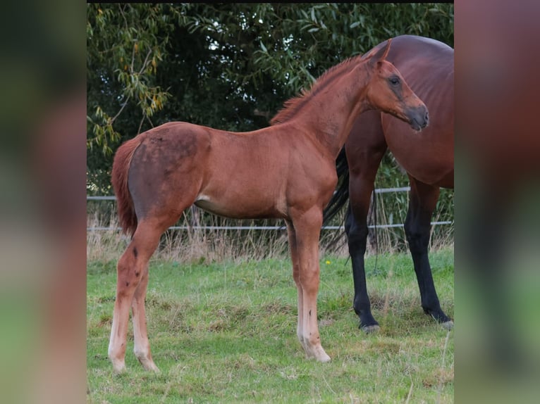 KWPN Hengst Veulen (07/2025) 170 cm Donkere-vos in Ottersum