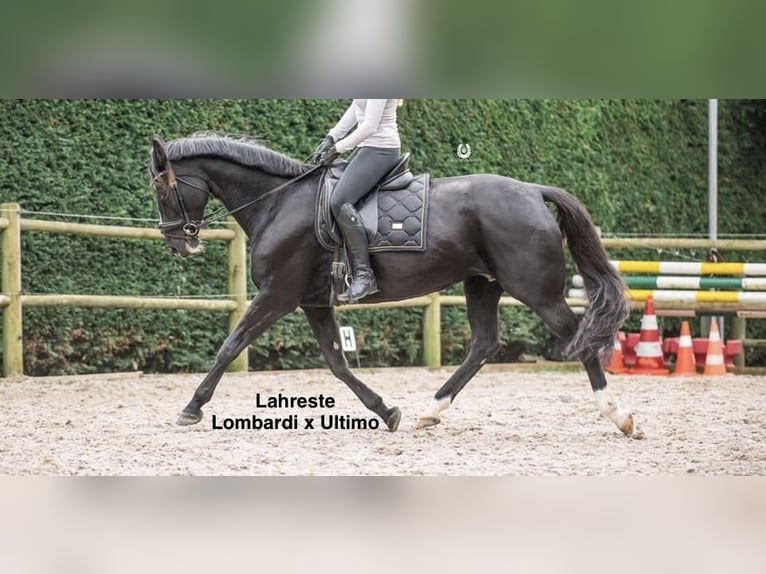 KWPN Hengst Veulen (04/2025) 170 cm in M&#xF6;nchengladbach