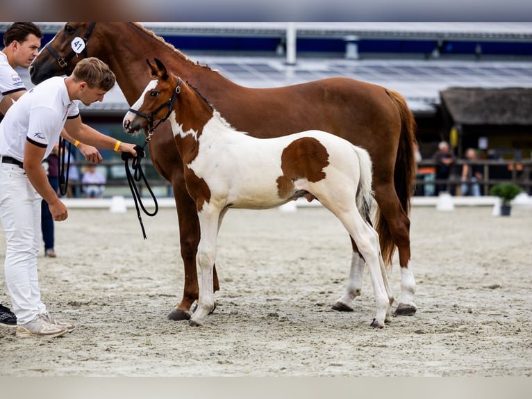 KWPN Hengst Veulen (05/2026) 170 cm Overo-alle-kleuren in Landsmeer