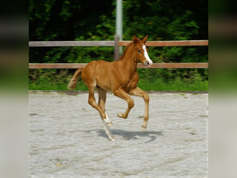 KWPN Hengst veulen (05/2024) 170 cm Roodvos in Bergen L