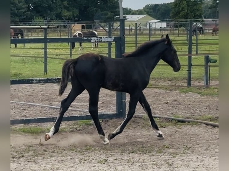 KWPN Hengst Veulen (04/2025) 170 cm Zwartbruin in M&#xF6;nchengladbach