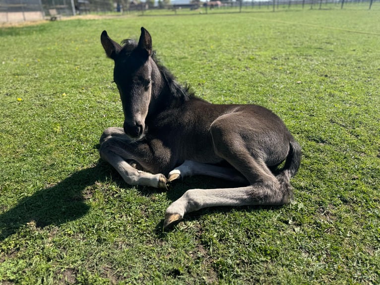 KWPN Hengst Veulen (04/2025) 170 cm Zwartbruin in M&#xF6;nchengladbach