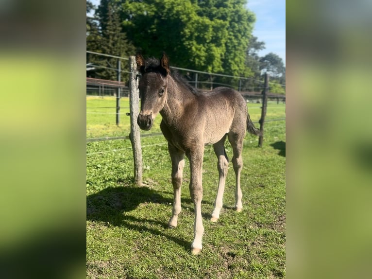 KWPN Hengst Veulen (04/2025) 170 cm Zwartbruin in M&#xF6;nchengladbach