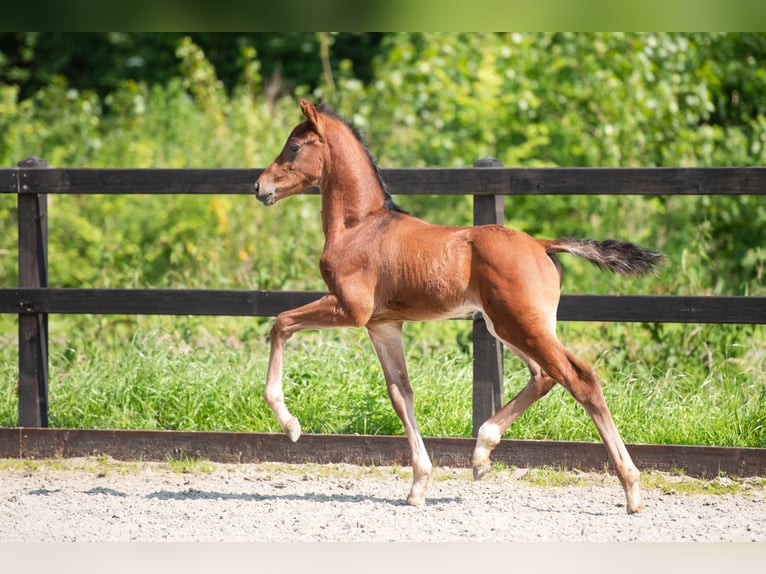 KWPN Hengst veulen (01/2024) 172 cm in Wamel