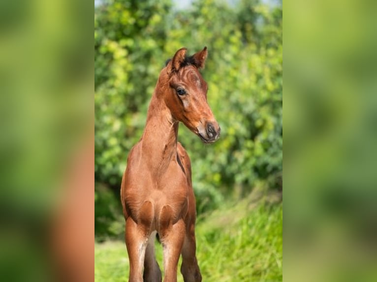 KWPN Hengst veulen (01/2024) 172 cm in Wamel