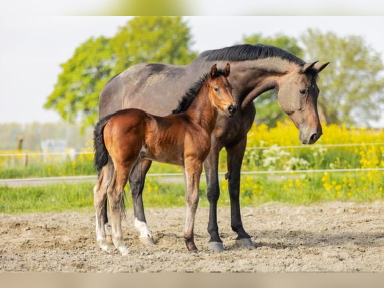 KWPN Hengst Veulen (03/2026) 173 cm Donkerbruin in Hedel