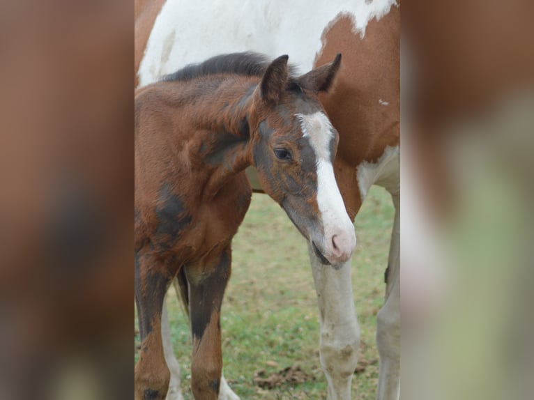 KWPN Hengst veulen (08/2024) 175 cm Appaloosa in Murtosa