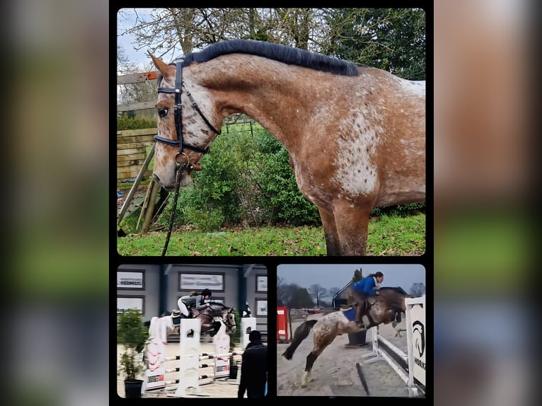 KWPN Hengst veulen (08/2024) 175 cm Appaloosa in Murtosa