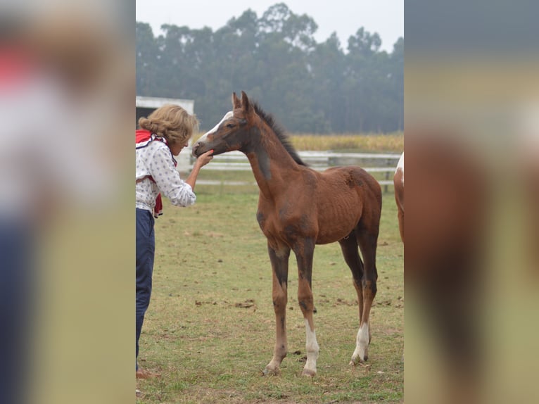 KWPN Hengst veulen (08/2024) 175 cm Appaloosa in Murtosa