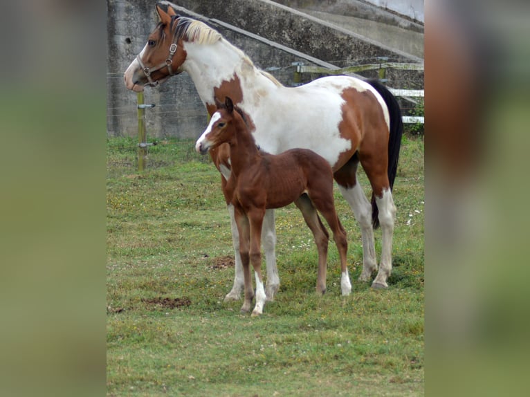 KWPN Hengst veulen (08/2024) 175 cm Appaloosa in Murtosa