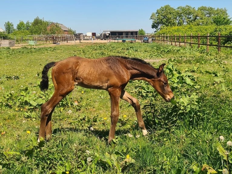 KWPN Hengst Veulen (05/2025) Bruin in Bovenkarspel