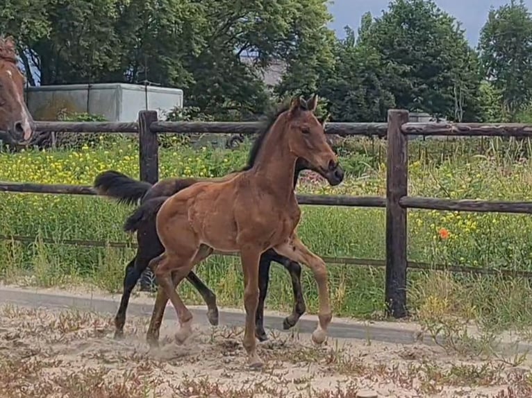 KWPN Hengst Veulen (05/2025) Bruin in Bovenkarspel