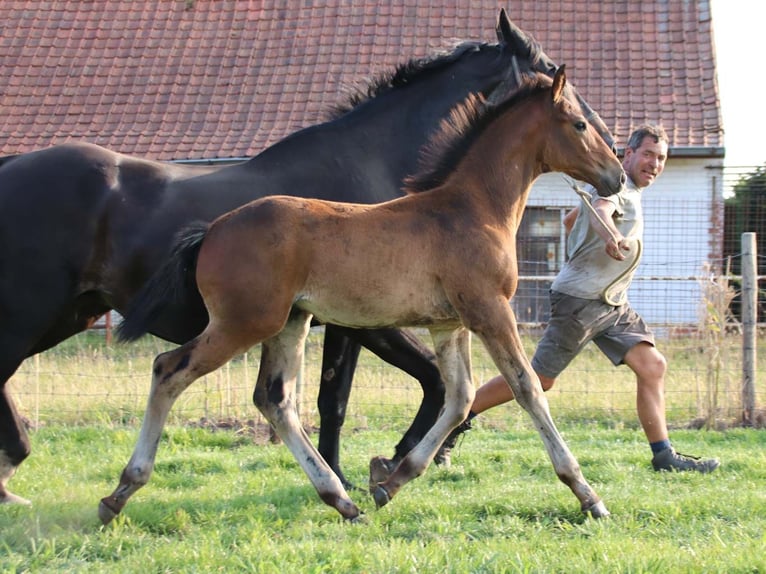 KWPN Hengst Veulen (03/2025) Bruin in DESTELBERGEN