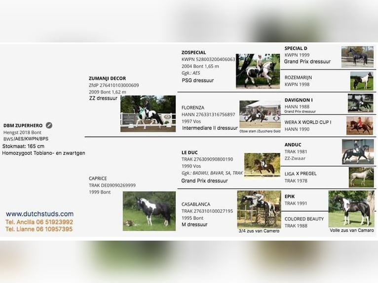 KWPN Hengst  Bruin in Klazienaveen
