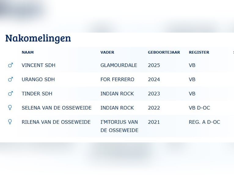 KWPN Hengst  Bruin in Klazienaveen