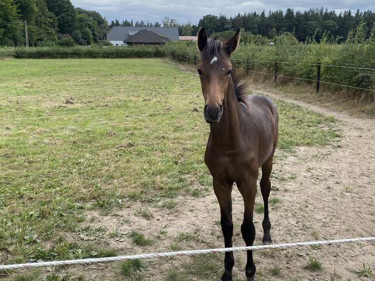 KWPN Hengst Veulen (05/2025) Bruin in Kleve