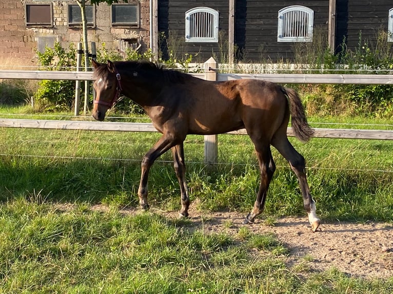 KWPN Hengst Veulen (05/2025) Bruin in Kleve