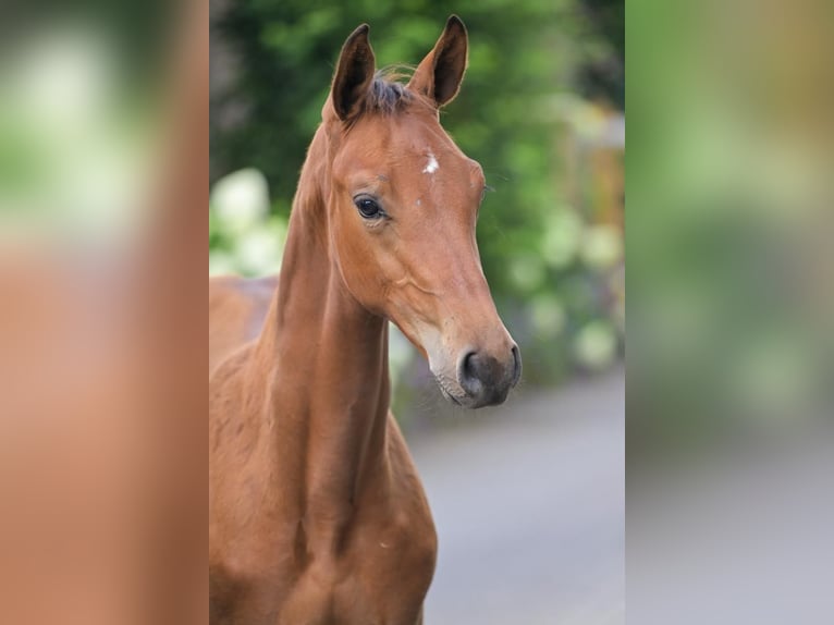 KWPN Hengst Veulen (04/2025) Bruin in Geesteren
