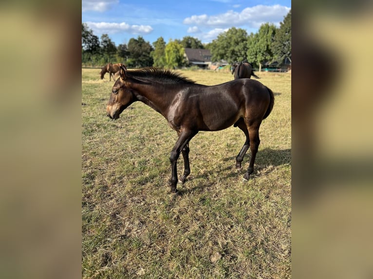 KWPN Hengst Veulen (04/2025) Bruin in GROTE-BROGEL