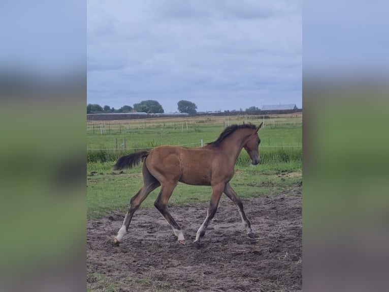 KWPN Hengst Veulen (04/2025) Bruin in Voorhout