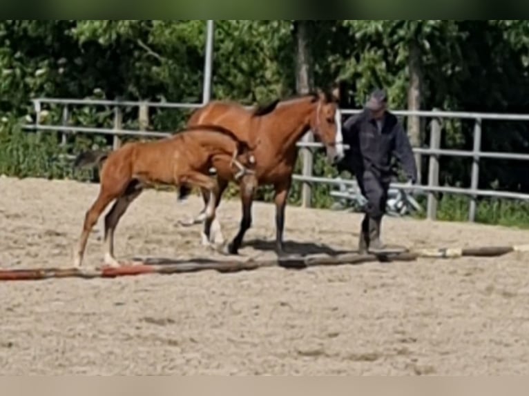 KWPN Hengst Veulen (04/2025) Bruin in Voorhout
